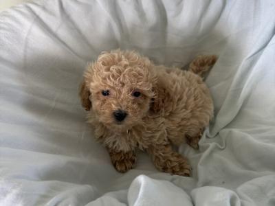 Adorable Poochons in Laois