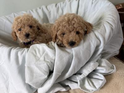 Adorable Poochons in Laois