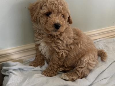 Adorable Poochons in Laois