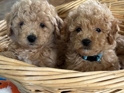 Adorable Poochons in Laois