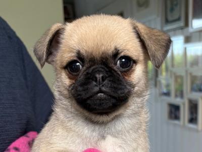 5 Chug puppies looking for new home. 1/3 chihuahua 2/3 pug