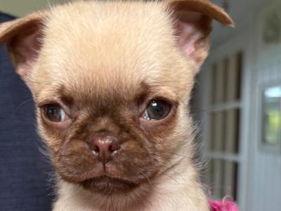 5 Chug puppies looking for new home. 1/3 chihuahua 2/3 pug