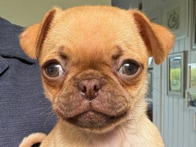 5 Chug puppies looking for new home. 1/3 chihuahua 2/3 pug