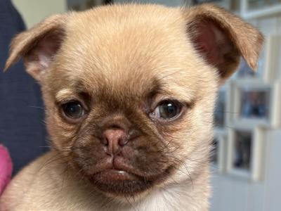 5 Chug puppies looking for new home. 1/3 chihuahua 2/3 pug