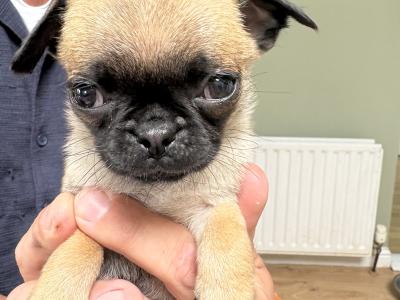 5 Chug puppies looking for new home. 1/3 chihuahua 2/3 pug