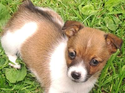 On hold ,A bob tailed female Jack Russell puppy in Cork is waiting on her forever home