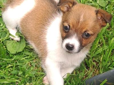 One girl left Purebred Jack Russell puppies