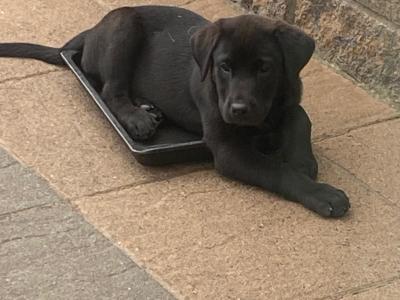 2 Black Male Labrador pups