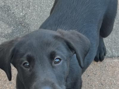 2 Black Male Labrador pups