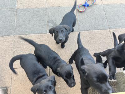 2 Black Male Labrador pups