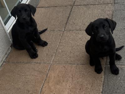 2 Black Male Labrador pups