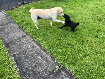 2 Black Male Labrador pups