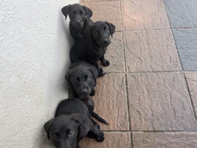 2 Black Male Labrador pups