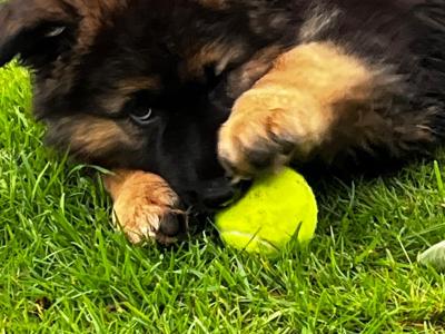 German Shepherd pups