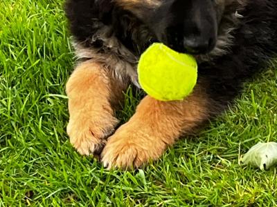German Shepherd pups