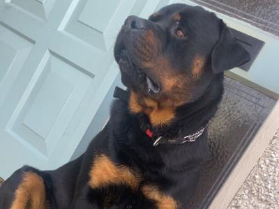 Super adult male Rottweiler for sale  PH.0874346215
