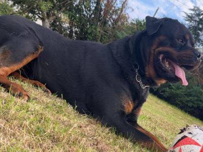 Super adult male Rottweiler for sale  PH.0874346215