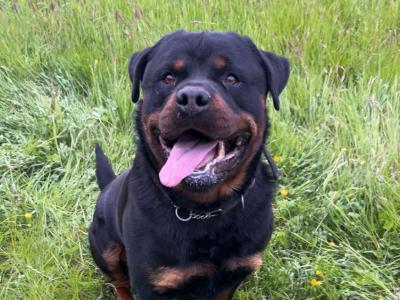 Super adult IKC Registered male Rottweiler for sale. Reduced price!!! PH.0874346215