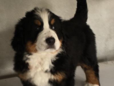 IKC Registered Bernese Mountain Dog pups