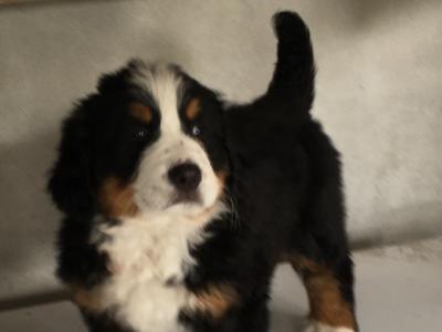 IKC Registered Bernese Mountain Dog puppies in Mayo