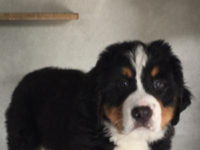 IKC Registered Bernese Mountain Dog pups