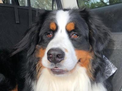 IKC Registered Bernese Mountain Dog pups