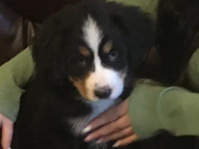 IKC Registered Bernese Mountain Dog pups