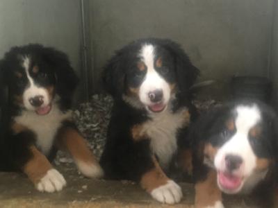 IKC Registered Bernese Mountain Dog pups