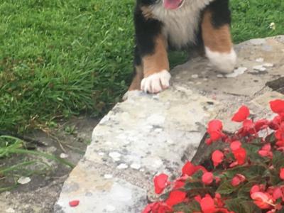 IKC Registered Bernese Mountain Dog pups