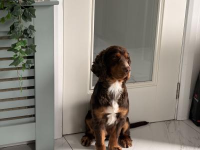 Gorgeous Cocker Spaniel for stud in Westmeath