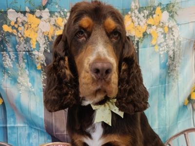 Gorgeous Cocker Spaniel for stud in Westmeath