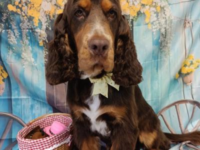 Gorgeous Cocker Spaniel for stud in Westmeath