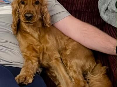 4 Year Old Golden Cocker Spaniel