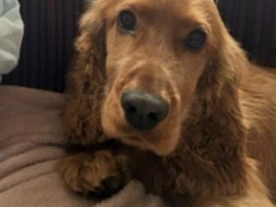 4 Year Old Golden Cocker Spaniel