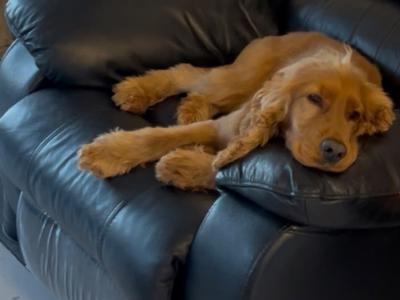 4 Year Old Golden Cocker Spaniel