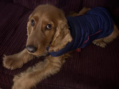 4 Year Old Golden Cocker Spaniel