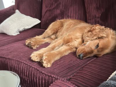4 Year Old Golden Cocker Spaniel