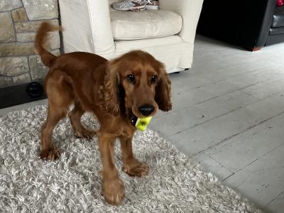 4 Year Old Golden Cocker Spaniel