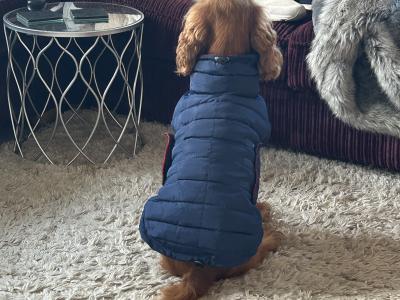 4 Year Old Golden Cocker Spaniel