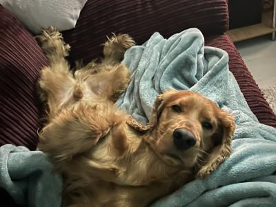 4 Year Old Golden Cocker Spaniel