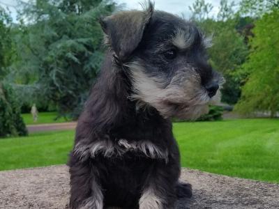 Miniature Schnauzer pups