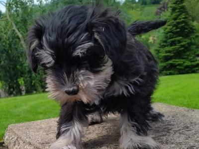 Miniature Schnauzer pups