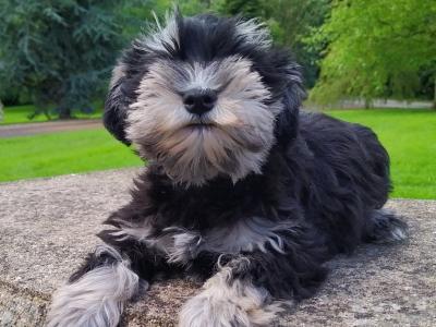 Miniature Schnauzer puppies in Cavan