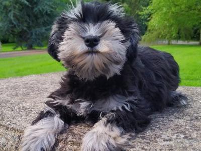 Miniature Schnauzer pups