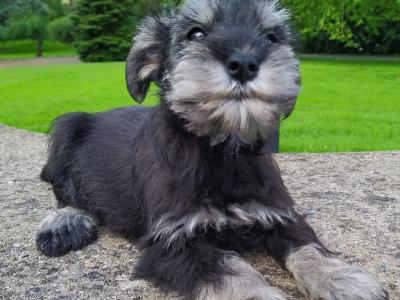 Miniature Schnauzer pups