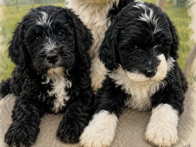 Rare IKC Registered (pending) Portuguese Water Dog puppies