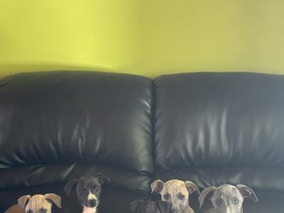 Italian Whippets / Greyhounds