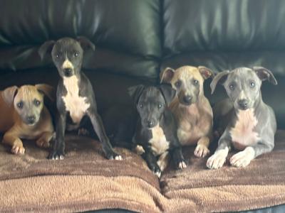 Italian Whippets / Greyhounds