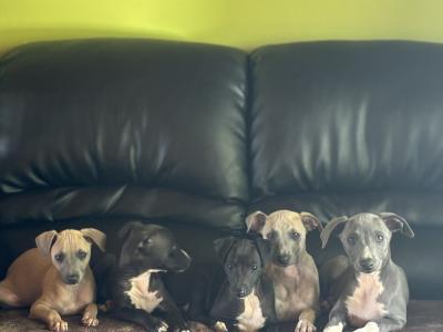 Italian Whippets / Greyhounds