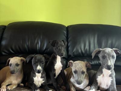 Italian Whippets / Greyhounds